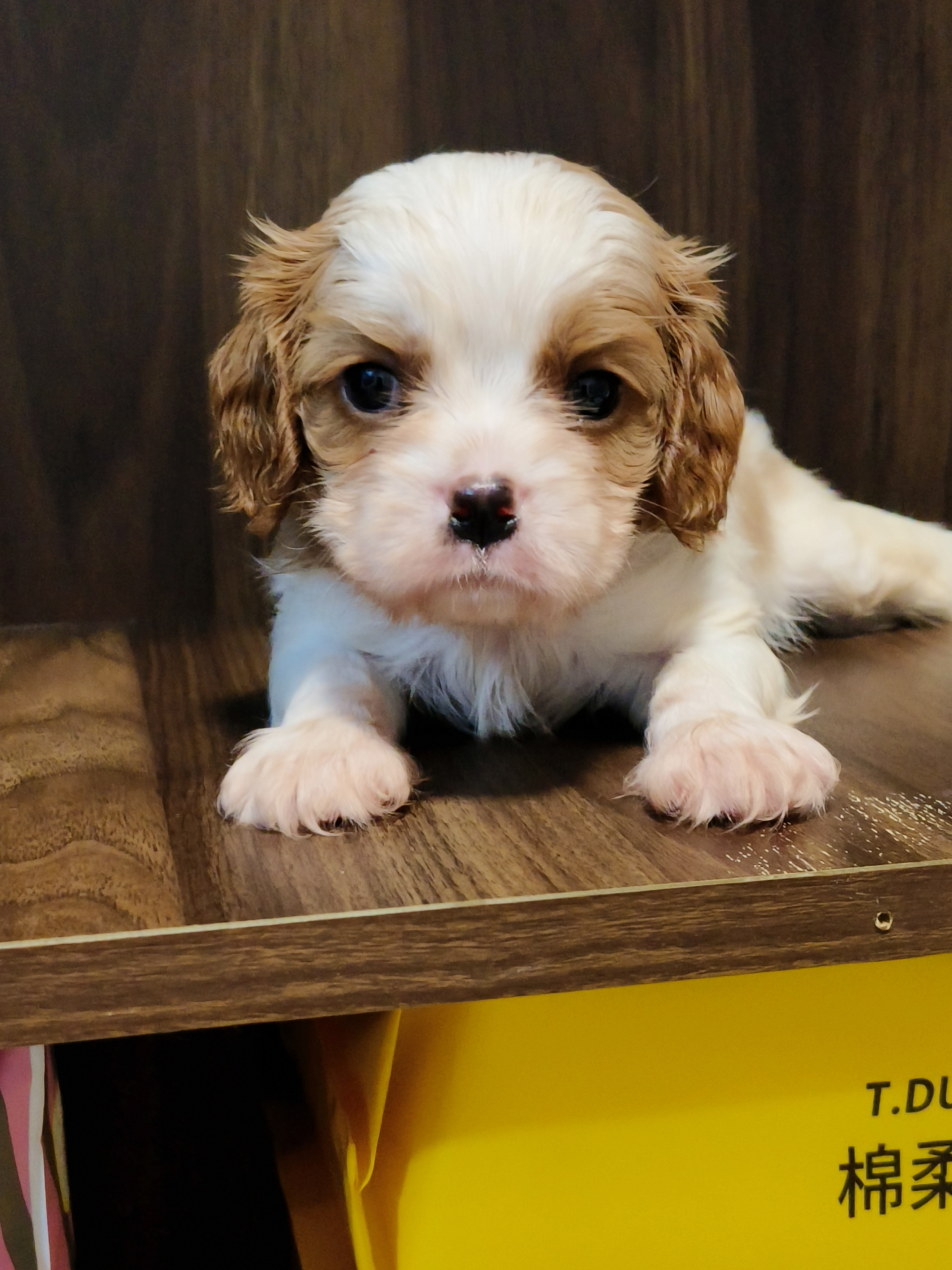 骑士查理王小猎犬，三只公崽，疫苗两针